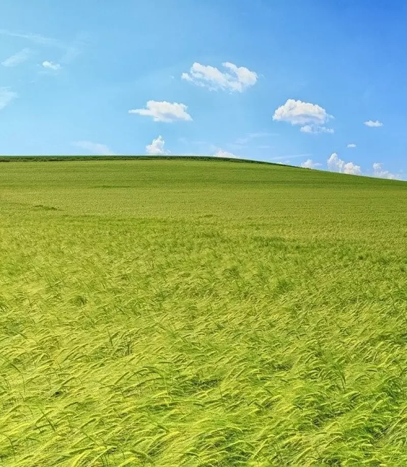 landschap.jpg.webp